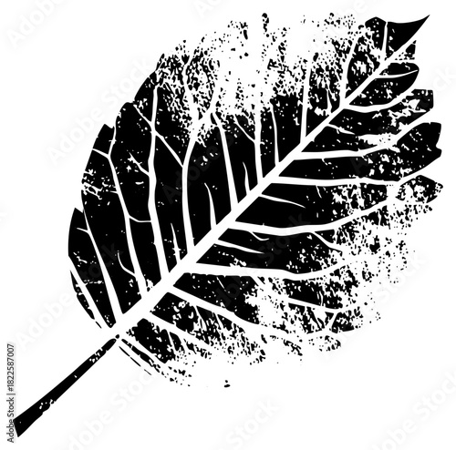 Leaf illustrates texture in botanical study