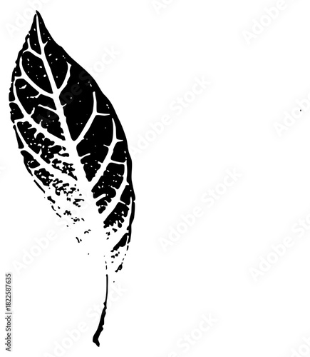 Leaf illustrates detail in botanical study