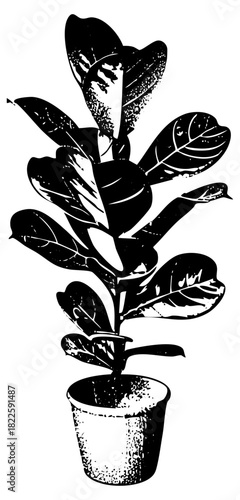 Houseplant flourishes in ceramic pot