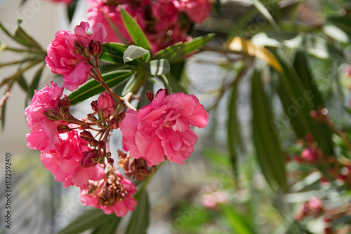 Vibrant Pink Oleander Flowers in Full Bloom – Close-Up