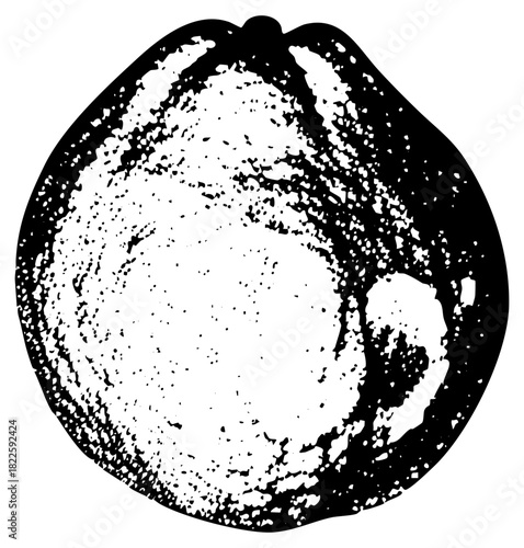 Walnut illustration texture in a still life