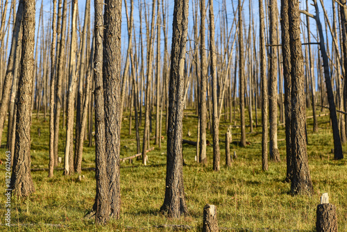 Thin forest with green grass