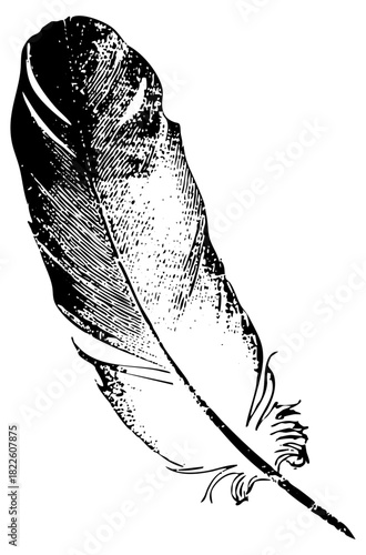 Feather illustrates elegance in vintage engraving