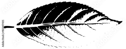 Leaf illustrates detail in botanical study