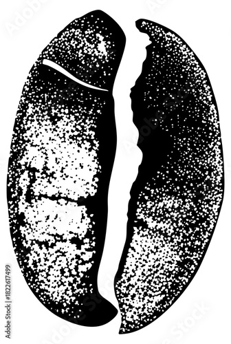 Cowrie breaks apart in detailed illustration