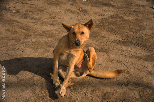 dog on the beach