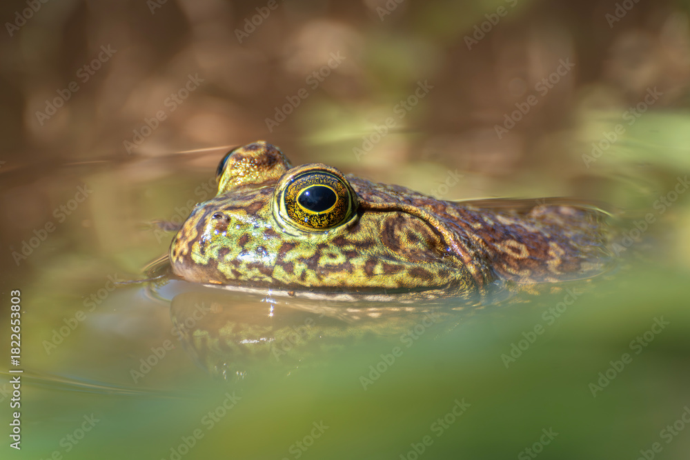 Fototapeta premium Rana toro retrato