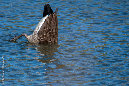Goose in the water