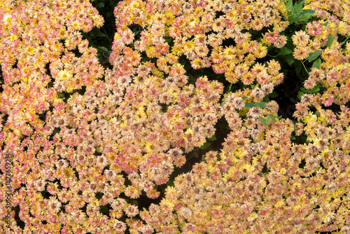 red and yellow flowers