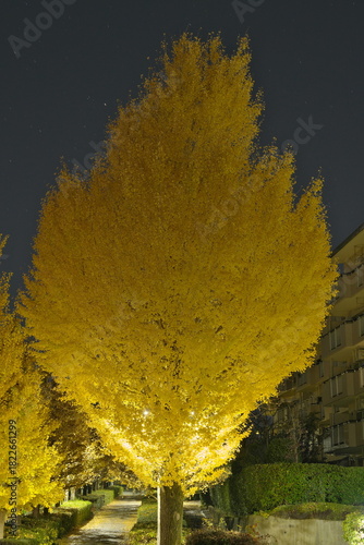 A big gingko tree in Tama City, Tokyo, Japan