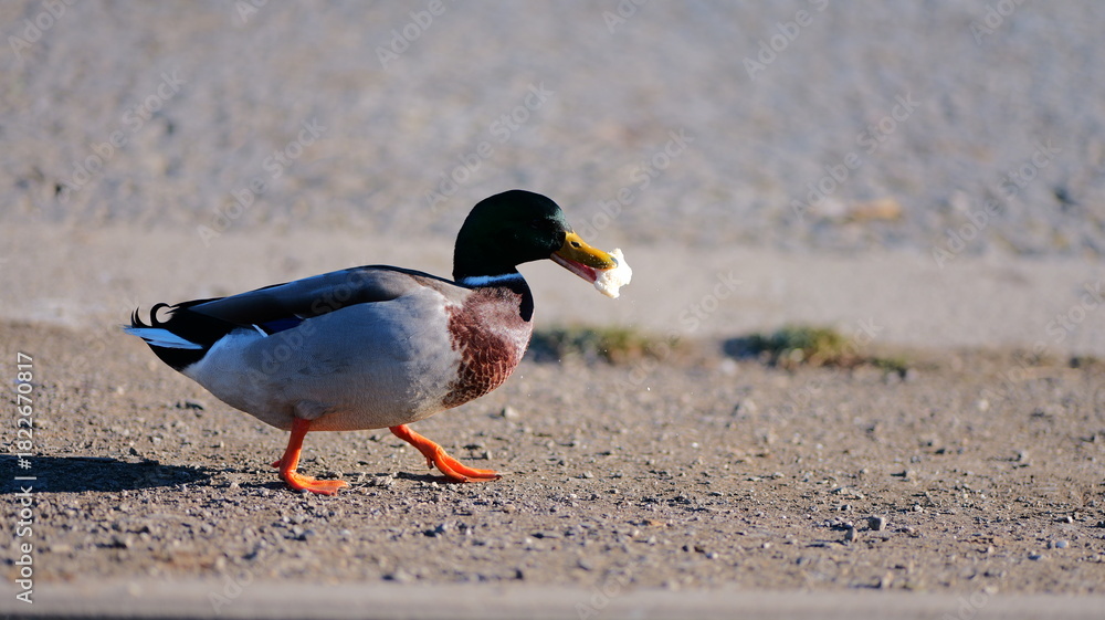 Fototapeta premium A mallard waddles on sand. The fowl holds food in its bill. Its plumage displays green, blue, gray, and white. The background is blurred, showing a beach. The scene conve
