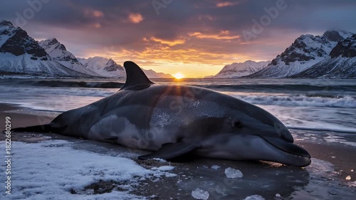 Dolphin Washed Ashore Sunset Beach Snow Mountains Cinematic
