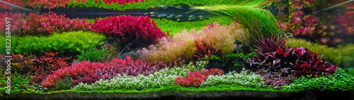 Colorful aquatic plants in aquarium tank with Dutch style aquascaping layout