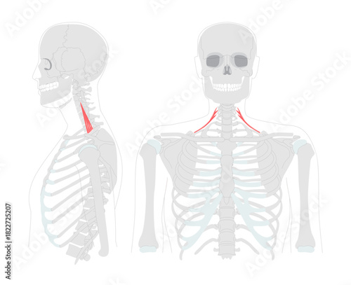 Posterior scalene - neck muscle shown raising the second rib, also supporting lateral flexion of the neck, essential in anatomy education and physiology