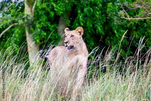 
Lions (Panthera leo) are one of the most important parts of African wildlife. They live in national parks throughout Africa.