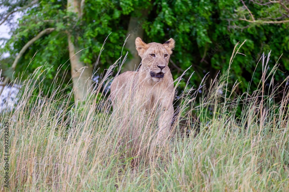 Fototapeta premium Lions (Panthera leo) are one of the most important parts of African wildlife. They live in national parks throughout Africa.