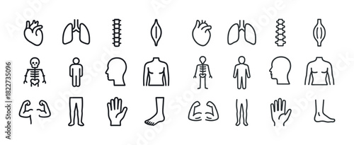 Set of human body anatomy icons: organs, skeleton, muscles, and limbs