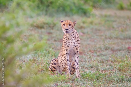 The cheetah (Acinonyx jubatus) is an important part of African wildlife. A cheetah roams the Southern African savannas.