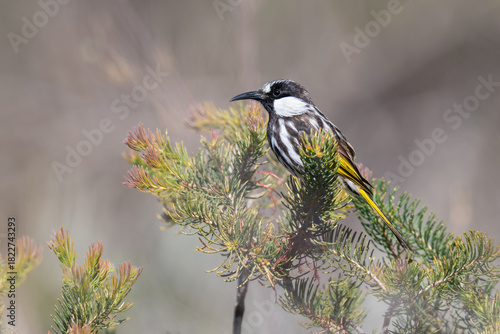 White-cheeked honeyeater (Phylidonyris niger), Perth, Western Australia