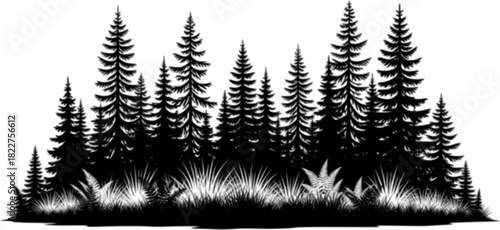 Overgrown patch. Coniferous forest with firs and pines. Landscape with trees and grass. Silhouette picture. Isolated on white background. Vector.

