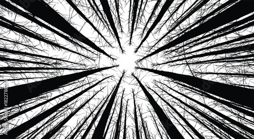Black forest trees from a worm's eye view perspective vector illustration isolated on white background looking up at the sky through a dense pine forest