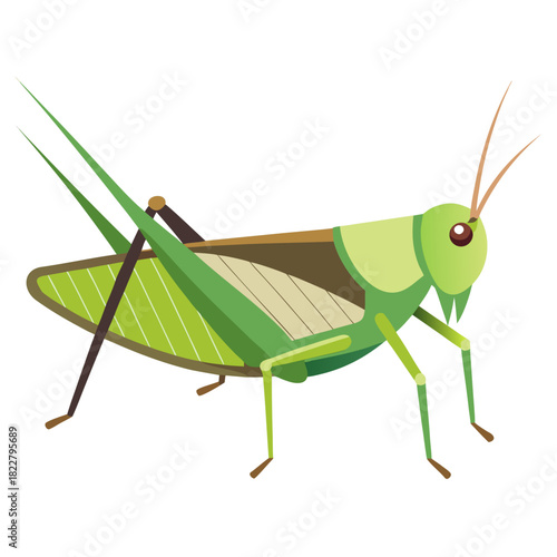 Green grasshopper with long antennae and pointed wings on white background Keywords: grasshopper, insect, green, nature, wildlife, bug, animal