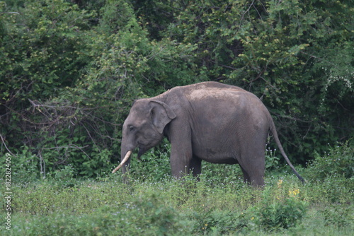 Sri Lankan elephants in Udawalawe National Park, Sri Lanka 
