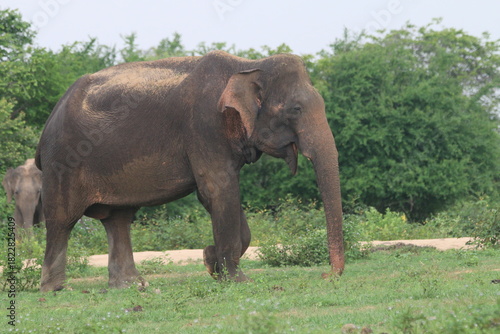Sri Lankan elephants in Udawalawe National Park, Sri Lanka 