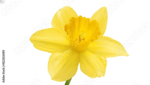 A single yellow daffodil on a white background close up