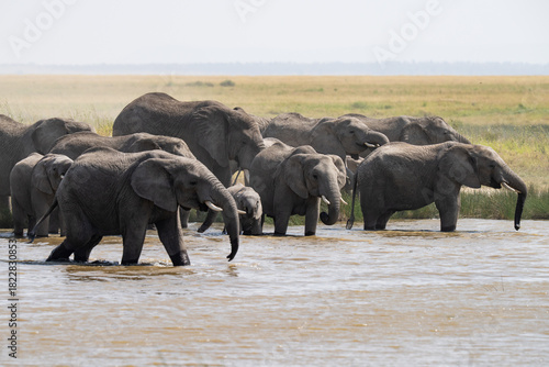 Photography Herd of elephants at a water hole