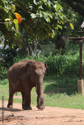 Pinnawala Elephant Orphanage is situated in town of Kegalle, Sri Lanka 