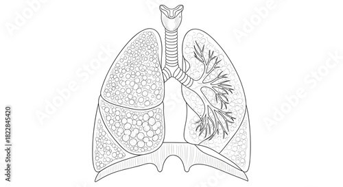 Detailed lung illustration showing respiratory system health, anatomical design, educational medical diagram