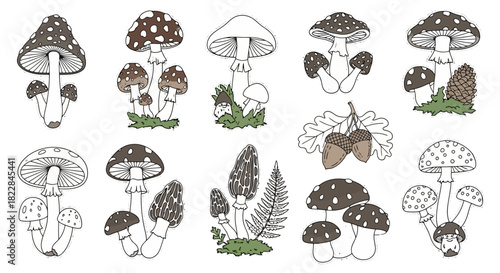 Hand Drawn Vector Illustrations of Assorted Wild Mushrooms and Autumn Acorns with Oak Leaves Botanical Forest Elements