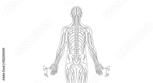 Detailed neural network illustration for medical research or science education purposes, clean presentation