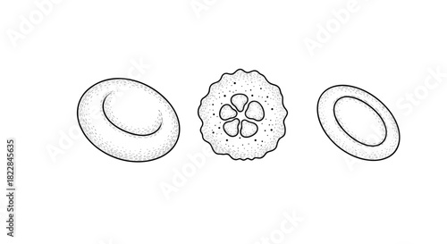 Detailed blood cell illustration for medical research reports, hematology textbooks, and educational use