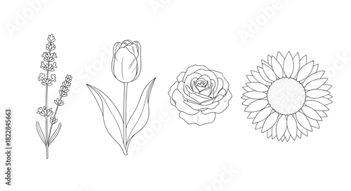 Delicate floral line art featuring lavender, tulip, rose, and sunflower for elegant designs