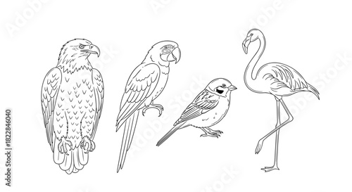 Exotic birds line art illustration: parrot, sparrow, eagle, flamingo original vector graphics