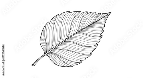 Elegant leaf illustration for nature lovers, botanical designs, and organic product marketing materials