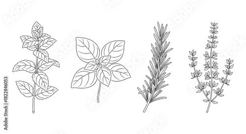 Elegant culinary herb collection line art for recipe illustrations, botanical designs, menus, and more