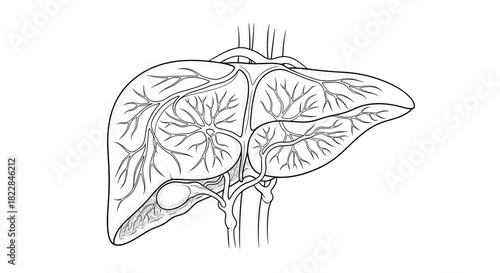 Detailed anatomical illustration of liver organ showing vasculature, ideal for medical design