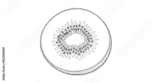 Fresh kiwi fruit cross section drawing - perfect for healthy eating and summer recipes graphic design