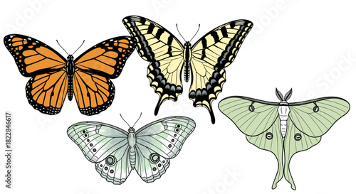 Stunning butterfly collection illustration ready for spring designs and nature inspired projects