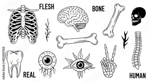 Anatomical Skeleton Parts Illustration Rib Cage Brain Bones Eyeball Tooth Spine Hand Tattoo Art Style
