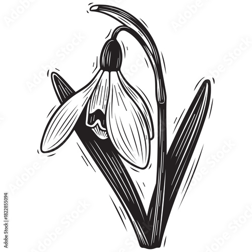 Black and white graphic snowdrop flower linocut style