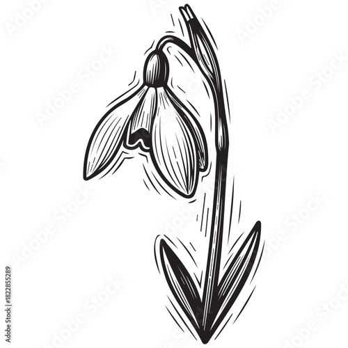 Black and white sketch of a drooping snowdrop flower