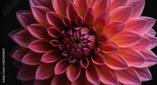 Crimson Dahlia Bloom: A Macro Study of Textured Petals Against Black