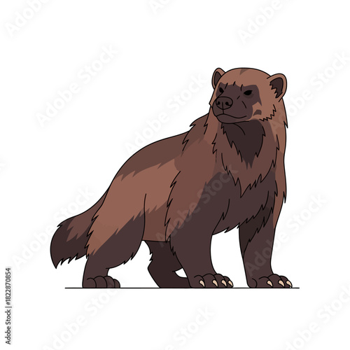 Wolverine standing isolated on white background