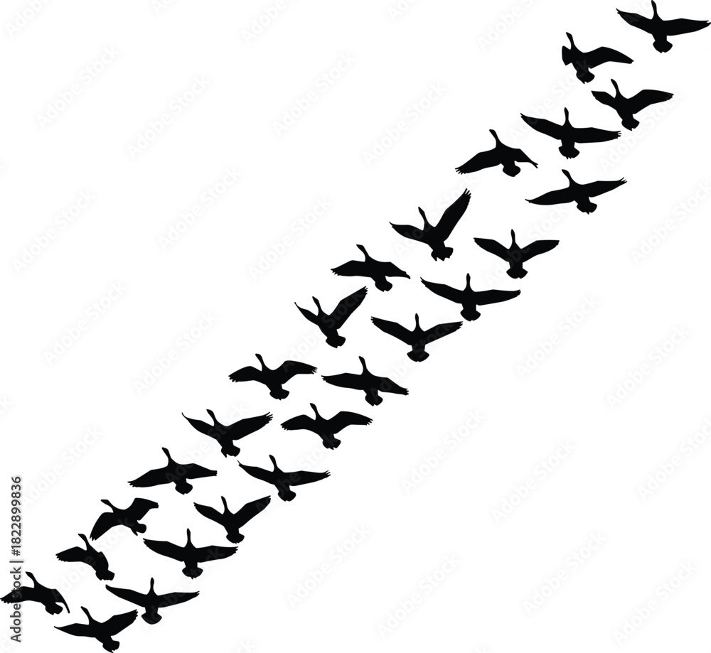 Naklejka premium Bird formation silhouette, flying flock vector, black and white illustration, migration pattern, nature flight, wildlife, sky design art