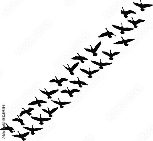 Bird formation silhouette, flying flock vector, black and white illustration, migration pattern, nature flight, wildlife, sky design art
