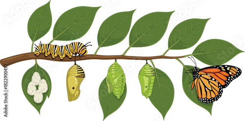 Butterfly, life, cycle, vector, illustration, metamorphosis, stages, egg, caterpillar, chrysalis, adult, insect, nature, biology, education, transformation, green, leaf, branch, science
